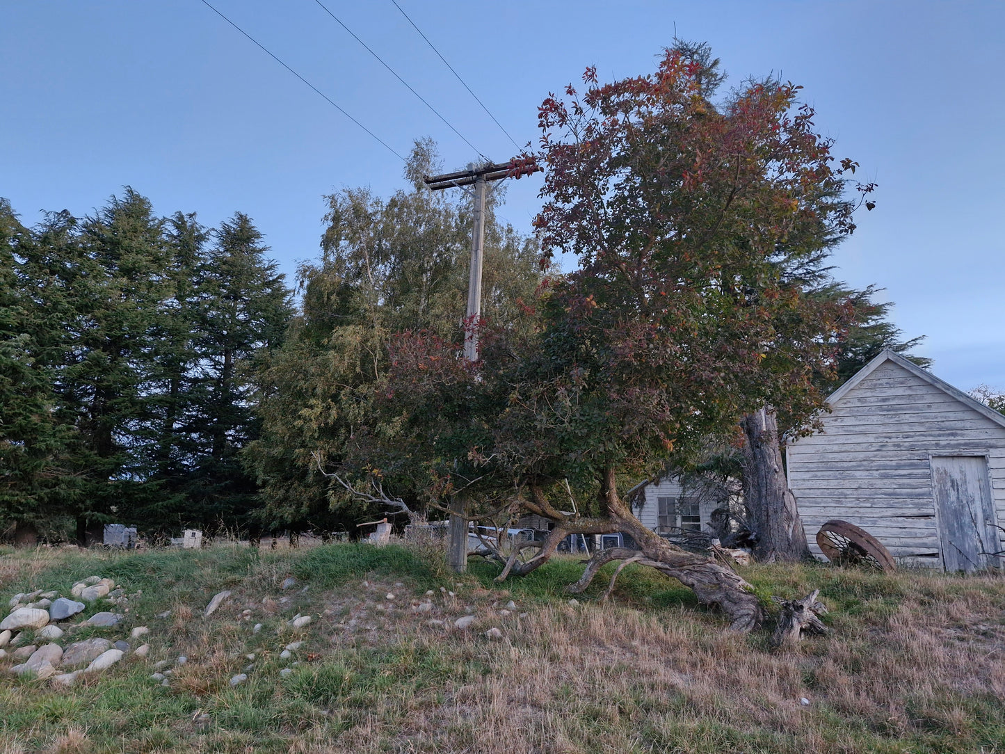 Old Shed and Tree Struck by Lightning